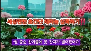 #세상 편한 초간단 삽목하기 #1월중순 한겨울에 제라늄 꽃잔치가 벌어졌어요^^ #