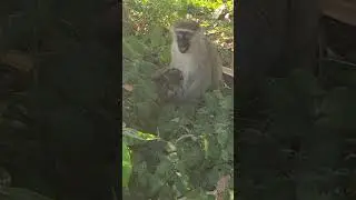 Vervet Monkey nurturing a baby like a human being