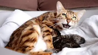 Mother Cat is so Excited to Nurse her Kittens she Can't stop Meowing and Purring