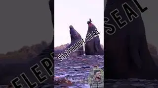 The Elephant Seal #elephantseal #seal #ocean #animalspets #shorts #shortsvideos #shortsfeed#trending