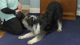 Teaching dog tricks: bow