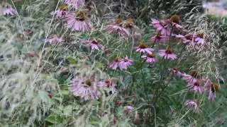 Echinacea and Deschampsia on breezy summer day