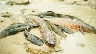 Real Fishing-Man Catching Giant Big Fish in Mud After Pumping Water