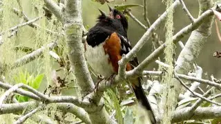 The Song of Spotted towhee