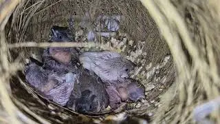 Zebra Finch Panen Aviary Surabaya #zebrafinch #aviary #kenari #finch