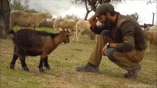 Evaristo &ndash; The World&rsquo;s Most Affectionate Goat