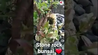 Stone Rock Bunsai at 3years old #shorts #asmr #amazing #nature #love