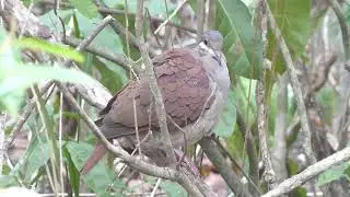 Key West Quail-Dove, Geotrygon chrysia, Cueva de Jabali, Cayo Coco, Cuba, 21 Febr 2017 (2/4)