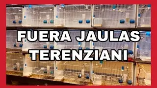 🔔 Quito Las Jaulas TERENZIANI 🔔 | Cuento Motivos | AVIARIOMASSOT
