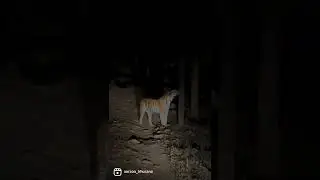 Encounter with a Tiger at Night | Pench National Park #wildlife #shorts #tiger #safari #wild