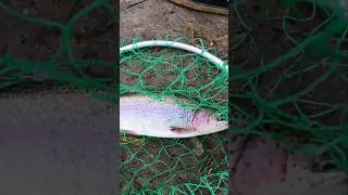 Trout Fishing Stocked Lake in Orange County CA