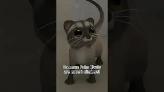 This Cute Kitty is an Explorer! ✈️ | Leo the Wildlife Ranger | #shorts #education #kids #animals