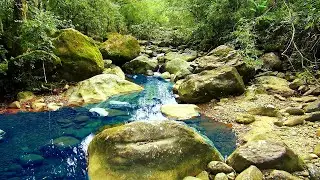 Relaxing Stream in Ancient Woods | 10 Hours of Nature's White Noise for Meditation