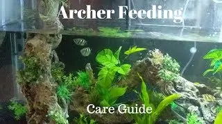 Archer Fish Feeding and Care Guide