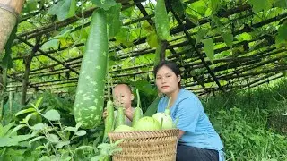 Harvesting zucchini at the garden   single mother / Trieu Thu Single mom
