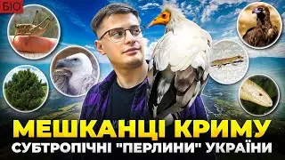 Український Крим - природа, флора і фауна. Особлива субтропічна 