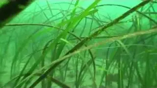 Морская трава Oceancast