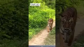 Tiger attack at Jim Corbett National Park jingle Safari time|| Please subscribe my channel😈