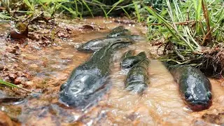 Village Flood Fishing: Shocking Amount of Giant Catfish