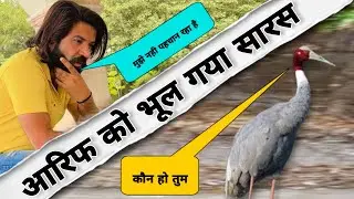 आरिफ को भूल गया आरिफ का दोस्त सारस@Arifgurjar191