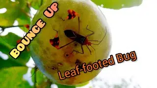 Bounce Up: Leaf footed Bug (Anisoscelis hymenipherus)
