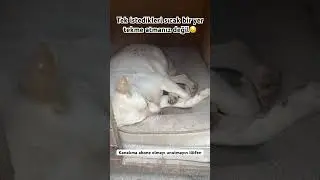 #dog #shorts #cute #keşfet #animals #travel #dog #dogs