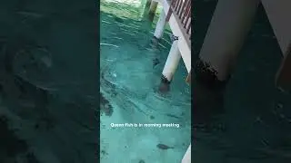 Fish fun 🐠#fish #fishvideo #seafish #colorfulfish #fun #youtubeshorts #viralvideo#blog#shorts