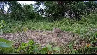 Terkukor Turbo MYTM