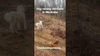 Haw dog raising chickens in Muskoka