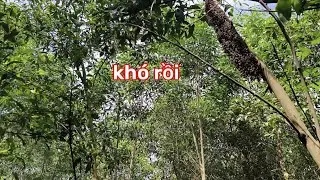 Cách bắt ong và kết quả không ngờ. 