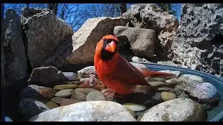 🐦LIVE Bird Feeder Cam | Winter Backyard Birds in Oklahoma | Cat TV | Blue Jays, Cardinals, & more!