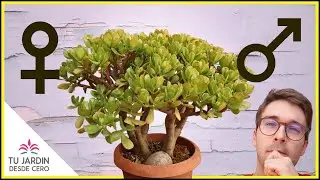 🤔 &iquest;Hay &Aacute;rbol de Jade Macho y Hembra? 😱 &iquest;Son 2 ESPECIES DIFERENTES? | Tu Jard&iacute;n desde Cero