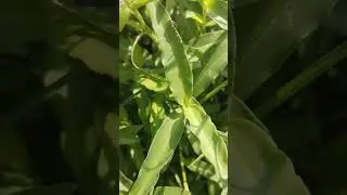 Commelina diffusa | Day flower | nature ki nursery ☘️🌷🌹