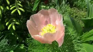 Пион тонколистный (Paeonia tenuifolia)  - Розовая форма
