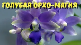 Фаленопсисы небесных оттенков. Красота, которую стоит увидеть