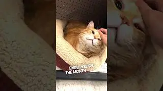 This cat works at a store 😂