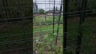 Lack of fall cleanup makes 2023 Garden Tomatoe trimming an easier job #tomatoes #cattlepaneltrellis