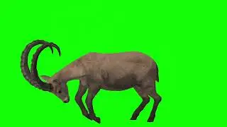 deer attack green screen video. #greenscreen #shorts #youtubeshorts