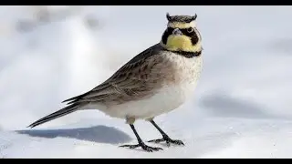 Horned Lark