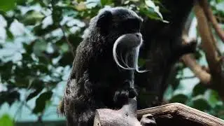 The 10 Most Friendly (Best) Wild Animals In the World