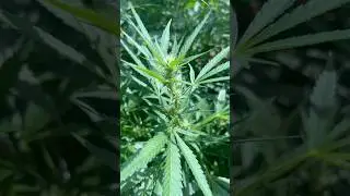 Primera Semana de Floraci&oacute;n Cultivo Exterior | &iquest;Cu&aacute;nto crees que medir&aacute; la planta? #shorts
