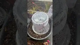 How to acclimate your new sundew! #shorts