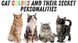 Cat Colors and Their Secret Personalities