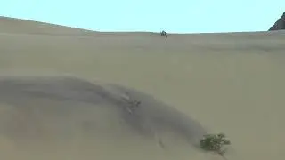2021 9 24 Skeleton Coast 2 Oryx climb sand dune