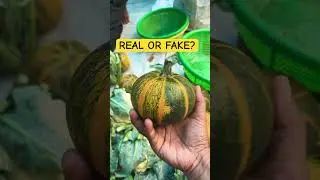WHAT Are These?! Bizarre Pumpkins Spotted at Local Market! #Weird #StrangeVegetables #MarketVlog