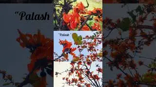 palash - the flower of love... #bankura #purulia #palash  #love #nature #travel