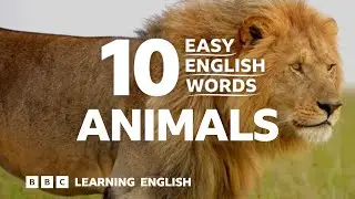 Animals: 10 Easy English Words 🐱🐶🐍🦁🐄