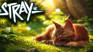 A Lonely Cat&rsquo;s Emotional Adventure Through a Silent World 💔🌿