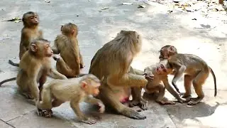What Mom Luna Doing Next when All kid Play with Lynx by Strong Power and natural Behavior !