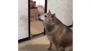 Shiba demands food
